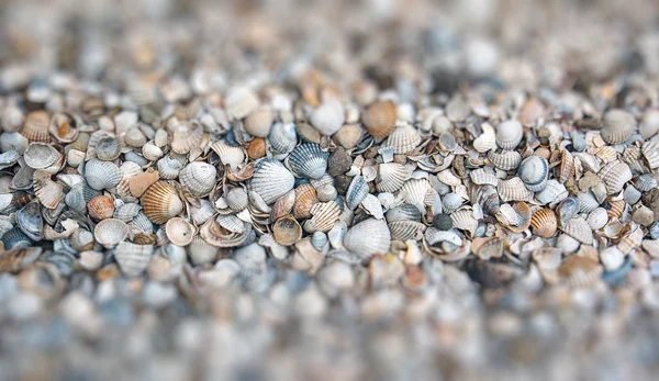 Conchas do mar — Fotografia de Stock