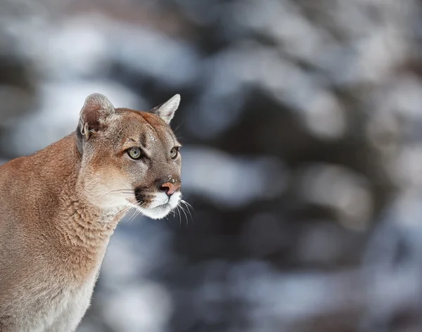 Cougar, dağ aslanı, puma, panter — Stok fotoğraf