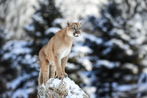 Cougar, dağ aslanı, puma, panter — Stok fotoğraf