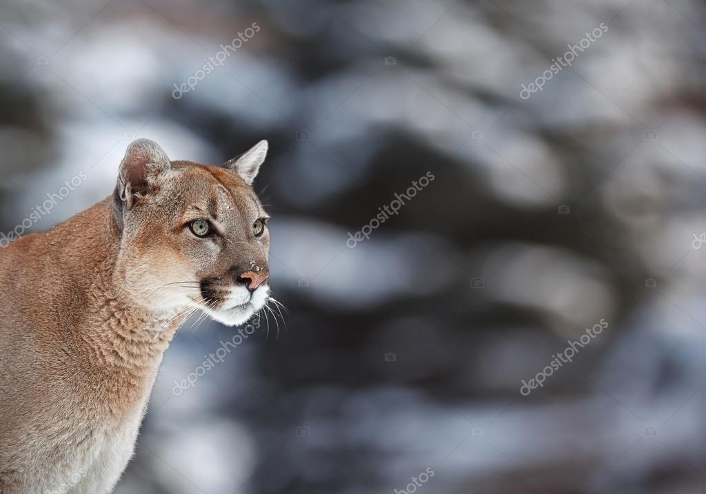 Cougar, mountain lion, puma, panther Stock Photo by ©Baranov_Evgenii