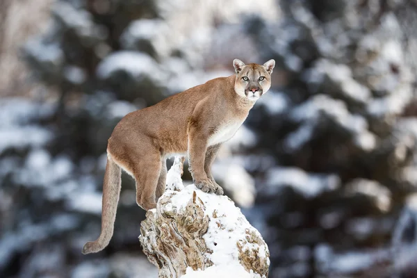 Portrait of a cougar, mountain lion, puma, panther, striking a p — Stock Photo, Image