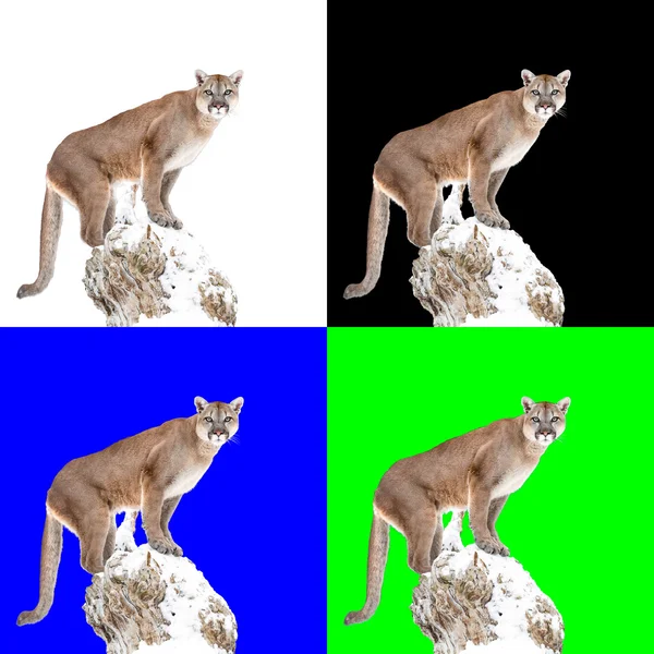 Puma, puma isolerad på vit och annan bakgrund — Stockfoto