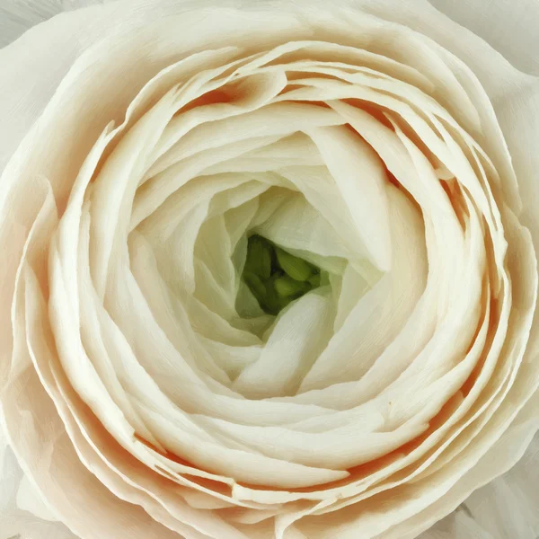 Düğün çiçeği çiçek, Yağlıboya Resim — Stok fotoğraf