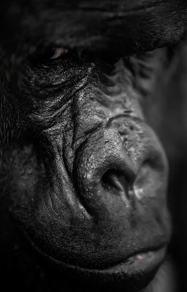 Retrato de gorila escuro, Gorila Silverback — Fotografia de Stock