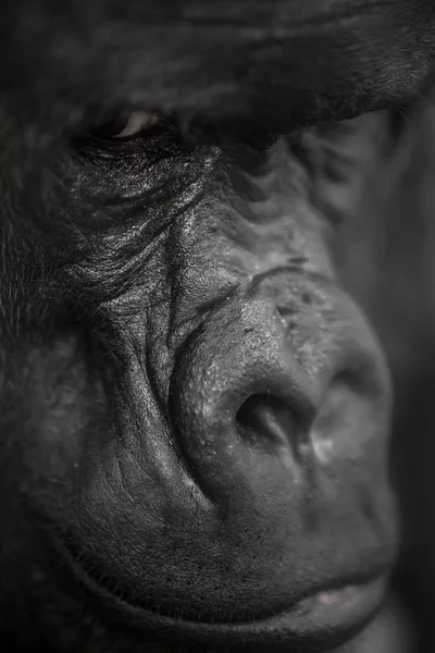 Gorila portrét rozmazané pozadí — Stock fotografie