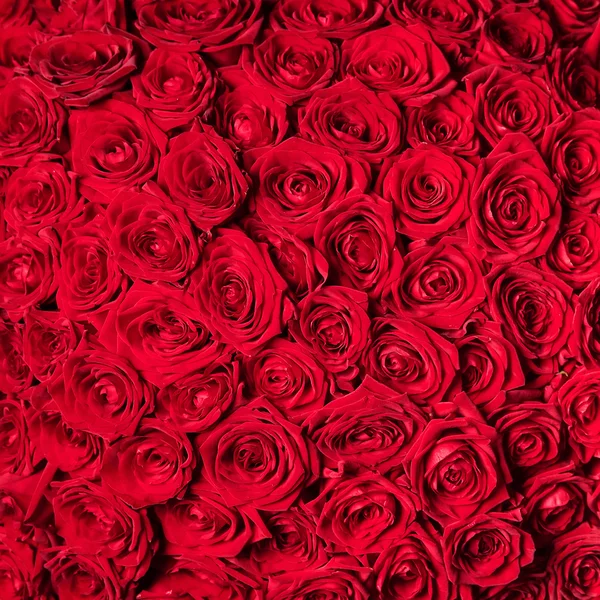 아름 다운 빨간 장미 — 스톡 사진
