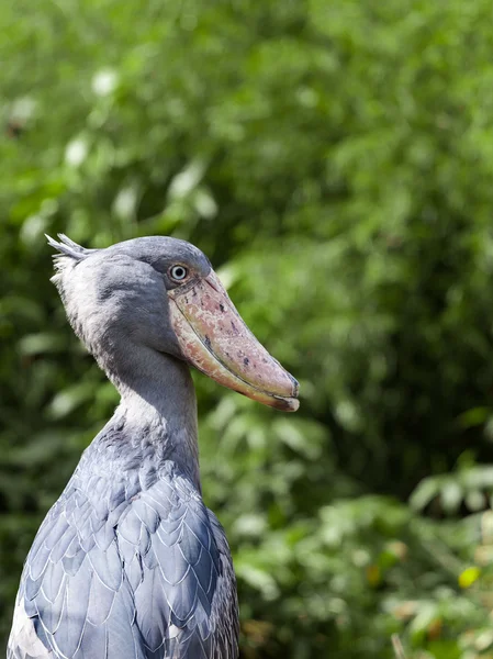 Abu Markub (Balaeniceps rex) — Stock Photo, Image