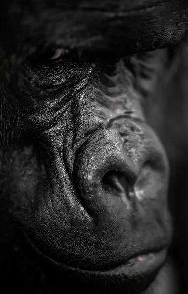 Retrato de gorila silverback — Fotografia de Stock