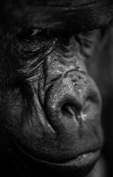 Silverback Gorilla portréja — Stock Fotó