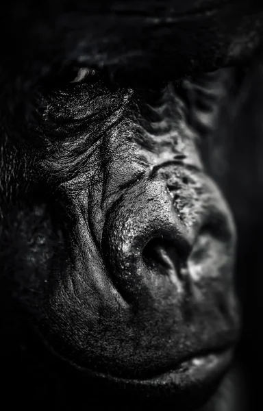 Portret Silverback Gorilla — Zdjęcie stockowe