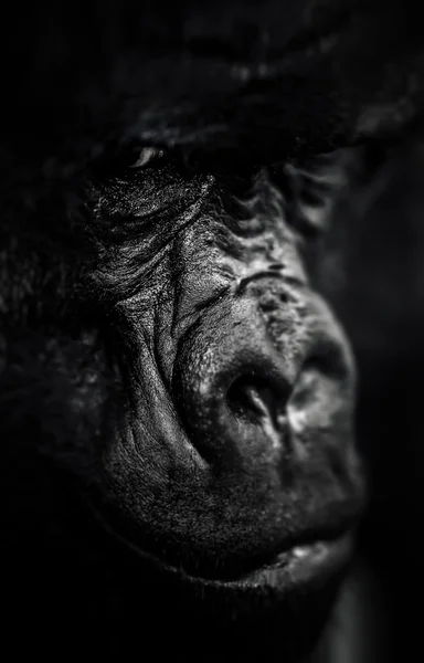 Portret Silverback Gorilla — Zdjęcie stockowe