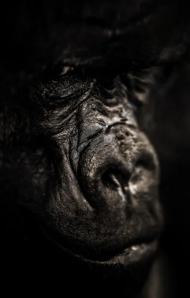 银背大猩猩的肖像 — 图库照片