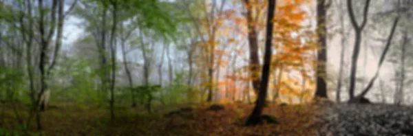 Cena da manhã bonita na floresta — Fotografia de Stock