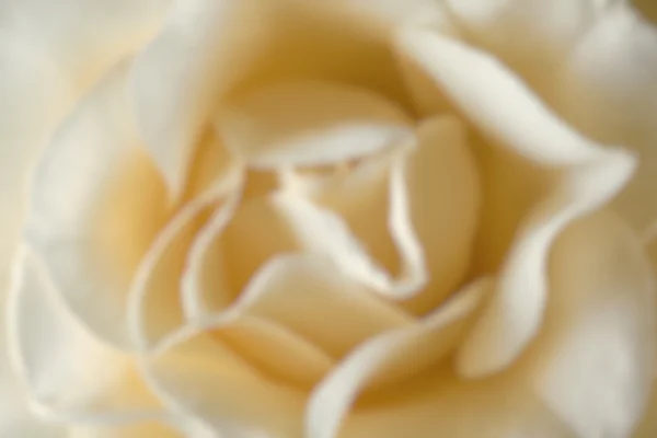 Delicada rosa flor — Fotografia de Stock