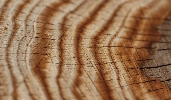 Textur des Holzes, geringe Schärfentiefe — Stockfoto