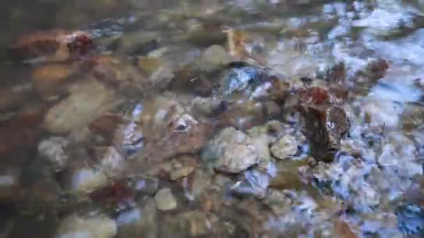 Stenen in de rivier, een bergbeek — Stockvideo