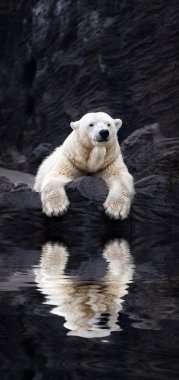 White bear on the rocks, Lying polar bear situated on a rock, re clipart