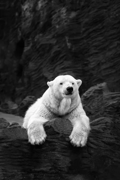 Белый медведь на скалах, лежащий белый медведь на скале — стоковое фото
