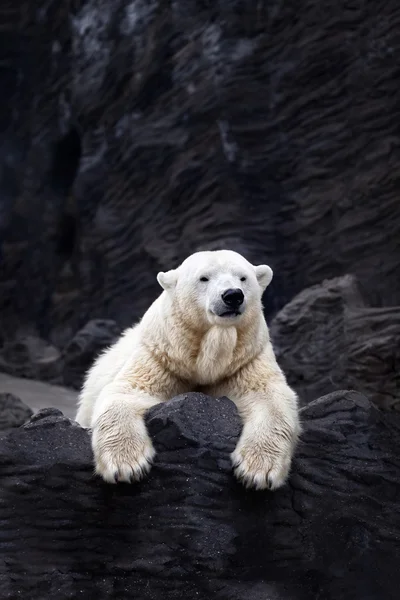 White bear on the rocks, Lying polar bear situated on a rock — Stock Photo, Image