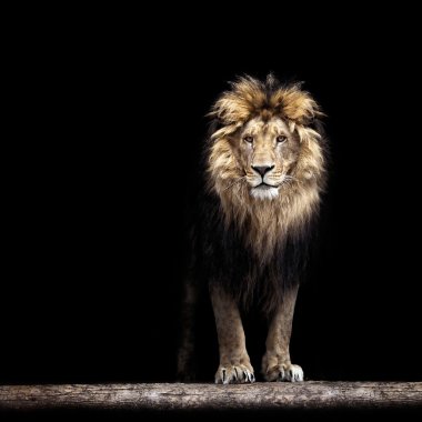 Portrait of a Beautiful lion, lion in the dark clipart