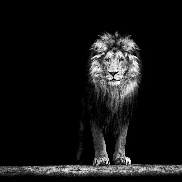 Portrait d'un beau lion, lion dans l'obscurité — Photo