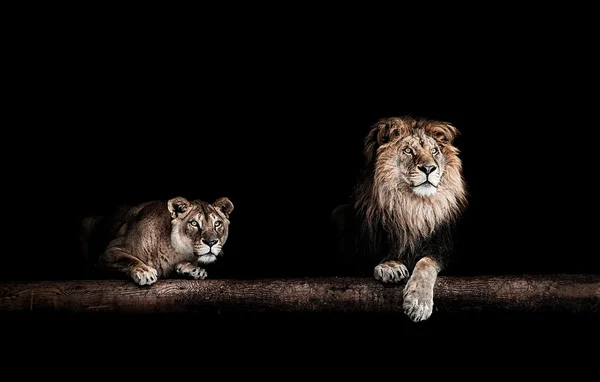 León y leona, Retrato de un hermoso león, leones en el da —  Fotos de Stock