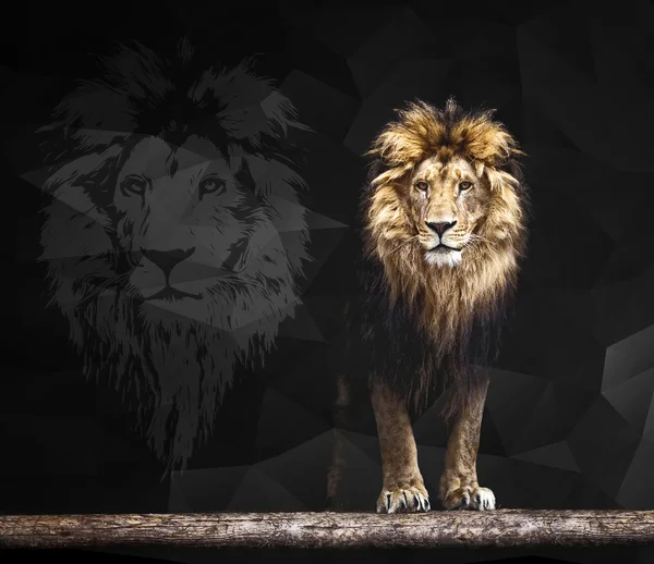 Bir güzel aslan, geometrik desen portresi — Stok fotoğraf