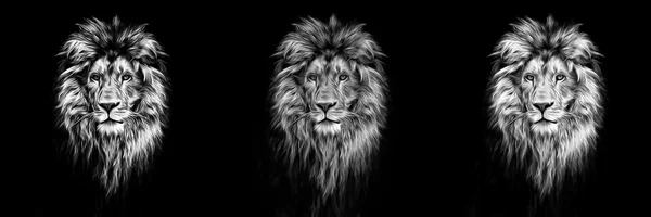 Портрет красивого лева, лева в темряві, олійні фарби, м'які — стокове фото