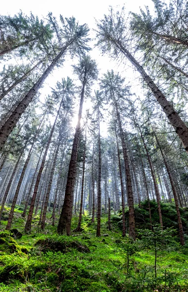 Great Forest, pohádkový les, procházky v České Švýcarsko Nat — Stock fotografie