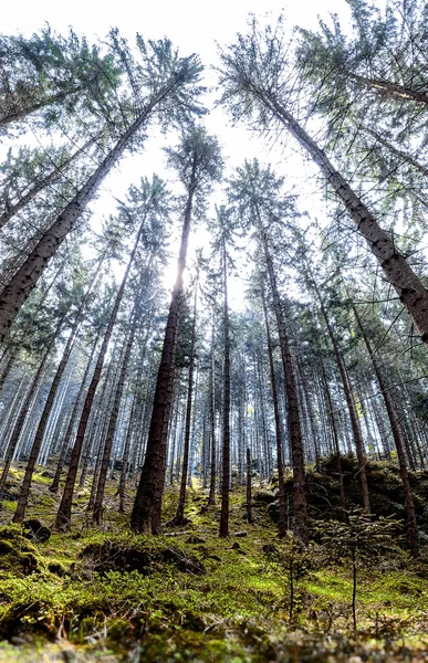 Forêt dans le Parc national de la Suisse tchèque — Photo