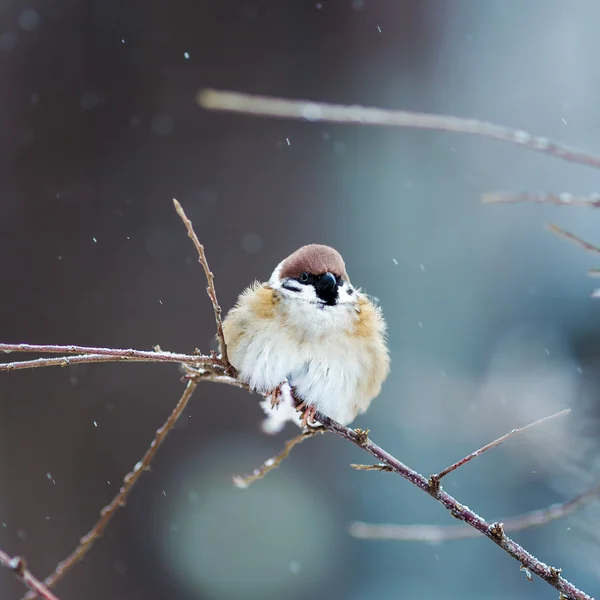 Sparrow in winter — Stock Photo, Image