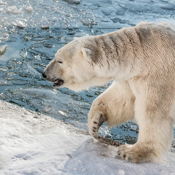 Mooie ijsbeer op sneeuw — Stockfoto
