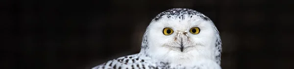 Retrato de uma coruja? Coruja nevada - Bubo scandiacus — Fotografia de Stock