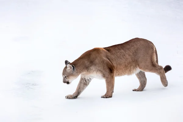 Puma en el bosque, León de montaña, gato soltero en la nieve — Foto de Stock