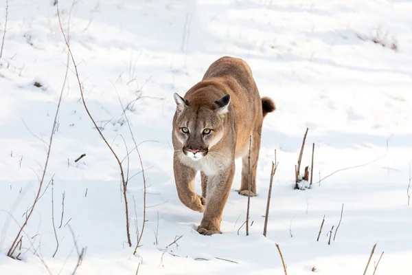 Пума в лесу, Горный Лев, одинокая кошка на снегу — стоковое фото