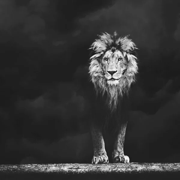 Retrato de um leão lindo, leão no escuro — Fotografia de Stock