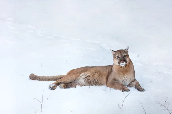 Puma en el bosque en la nieve — Foto de Stock