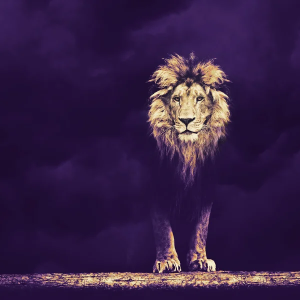 Portrét krásné lva — Stock fotografie