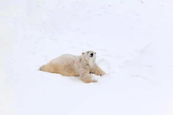 Oso polar en la nieve — Foto de Stock