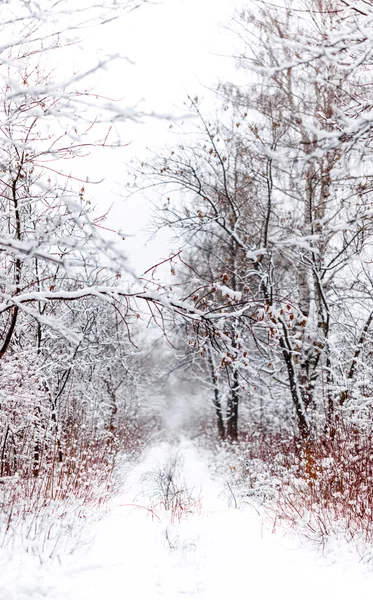 Δρόμος στο χειμερινό δάσος — Φωτογραφία Αρχείου