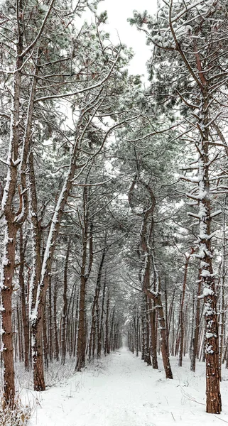 Δάσος πεύκου το χειμώνα — Φωτογραφία Αρχείου