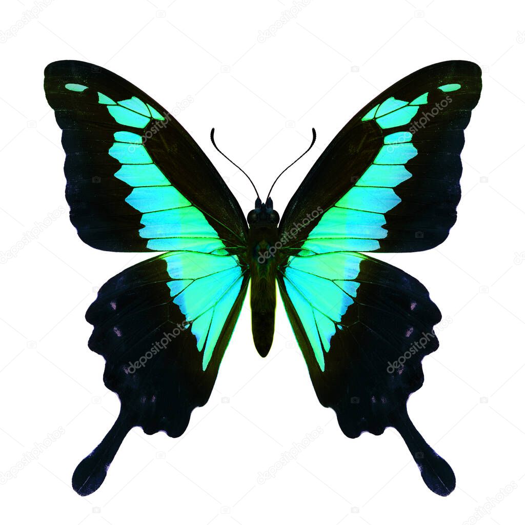 Fancy velvet green swallowtail butterfly in color transpanrecny cut out on white background, amazed animal