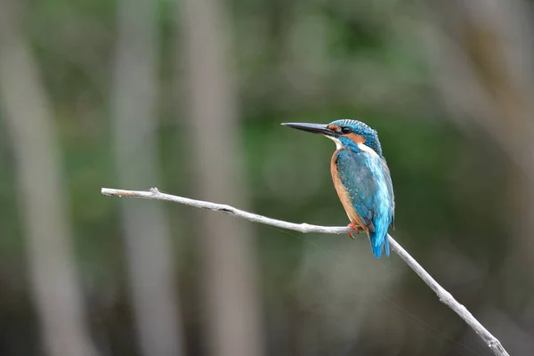 wide shot of little green to blue bird perching on thin dried branch among mangrove tree in background, common kingfisher