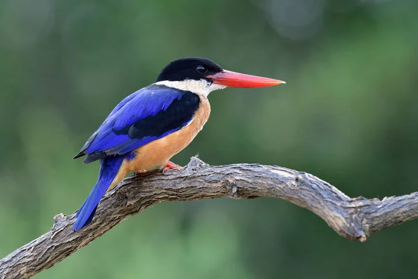 Hermoso Pájaro Azul Con Cabeza Negra Picos Rojos Agudos Posando —  Fotos de Stock