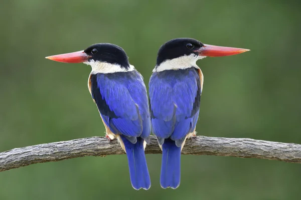 Sepasang Burung Biru Yang Indah Dengan Kepala Hitam Dan Paruh — Stok Foto