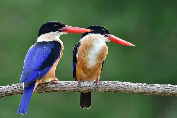 Słodka Para Niebieskich Czarnych Ptaków Jasnoczerwonymi Dziobami Dokuczających Sobie Podczas — Zdjęcie stockowe