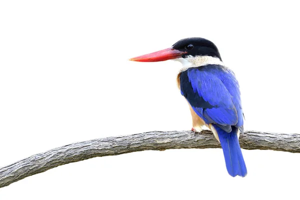 Pescador Martín Gorra Negra Hermoso Pájaro Azul Negro Con Picos —  Fotos de Stock