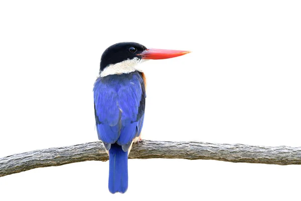 美しい青い鳥は 白い背景に隔離された木製の小枝に赤い札が付いています — ストック写真