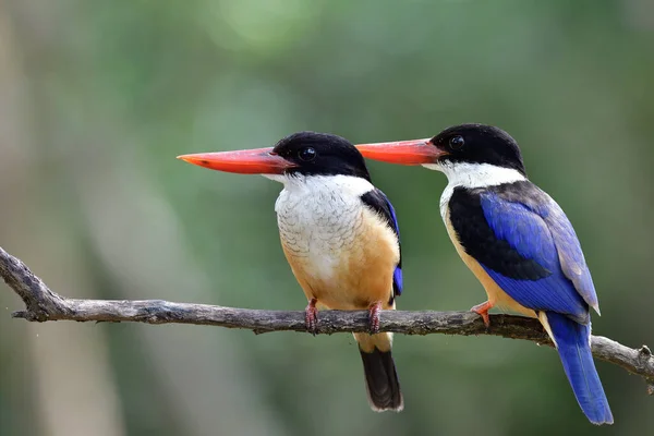 Sepasang Burung Kingfisher Halcyon Pileata Berwarna Biru Dan Hitam Eksotis — Stok Foto