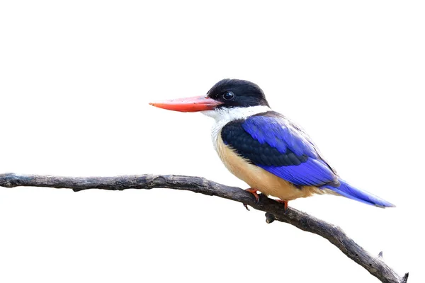 Beuatiufl Pájaro Azul Con Vientre Marrón Cabeza Negra Picos Color —  Fotos de Stock